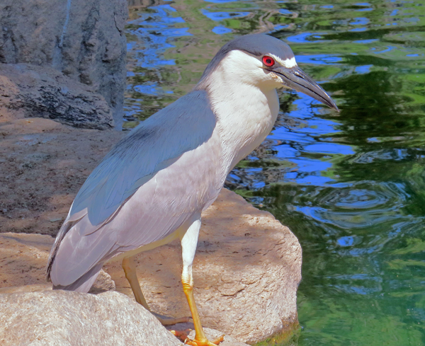 Black Crowned Night Heron.jpg